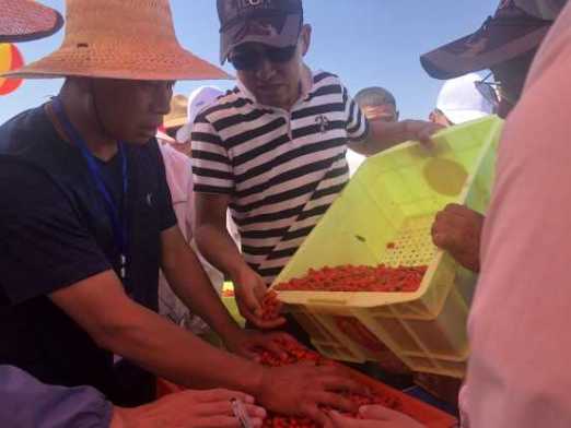 技能大赛|红寺堡区举办首届农民工枸杞采摘技能竞赛