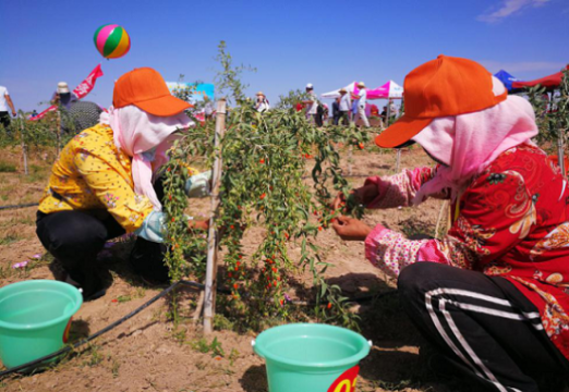 技能大赛|红寺堡区举办首届农民工枸杞采摘技能竞赛