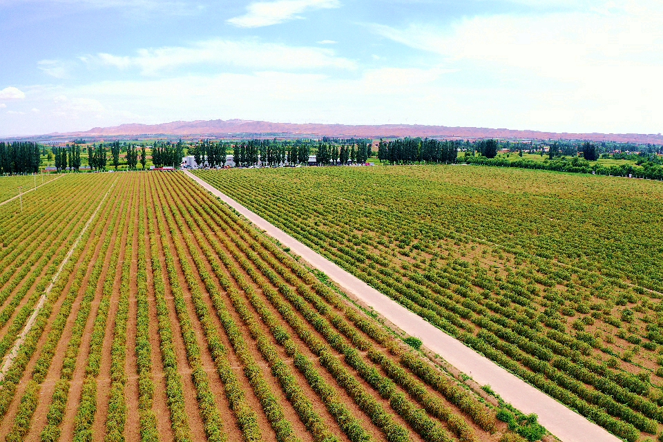 DJI_0813_副本.jpg