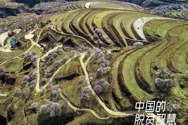 【中国的脱贫智慧】几代造林人接力为彭阳山川着绿装