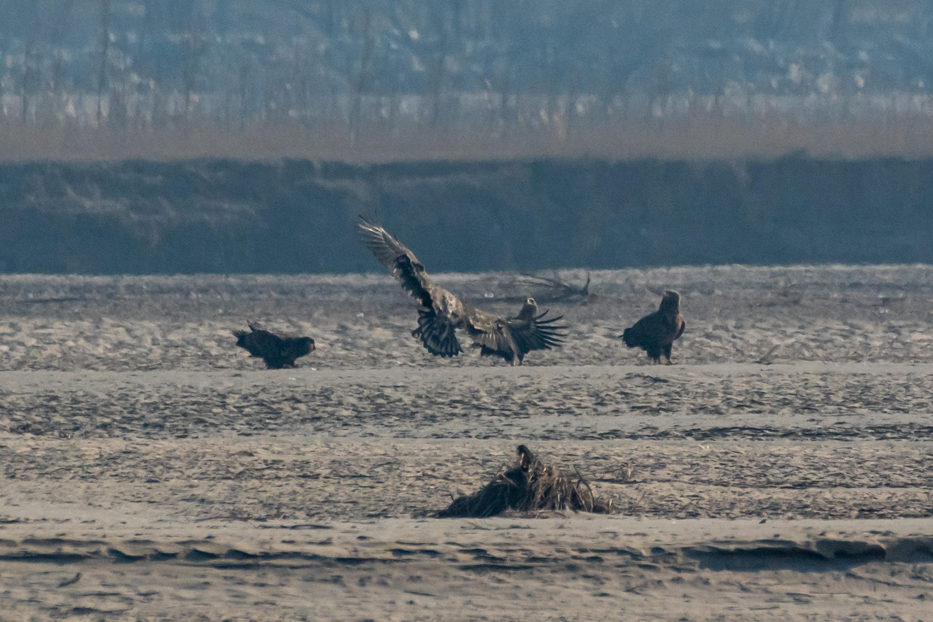 国家一级保护动物白尾海雕光临银川黄河湿地