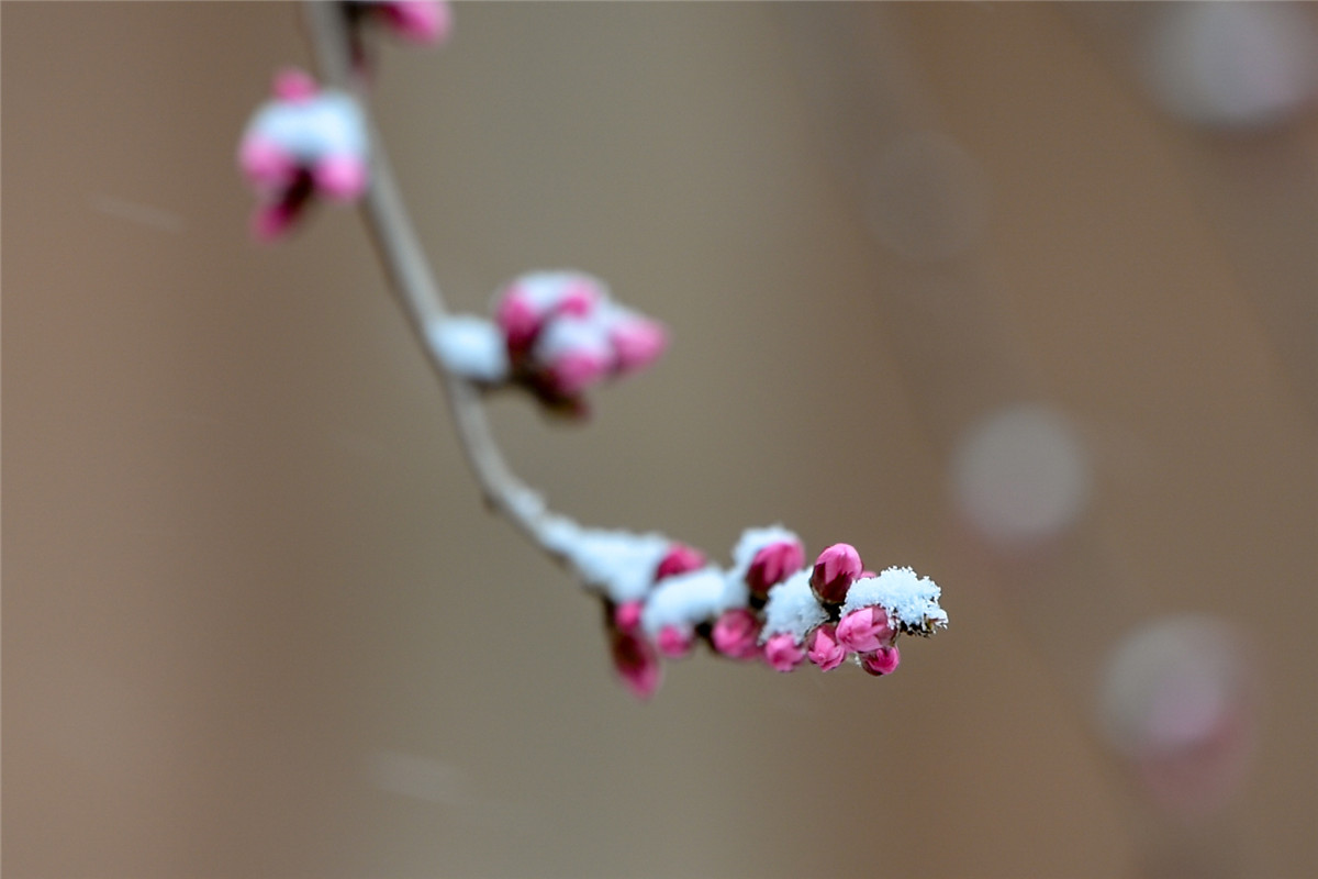 银川迎来牛年首场降雪