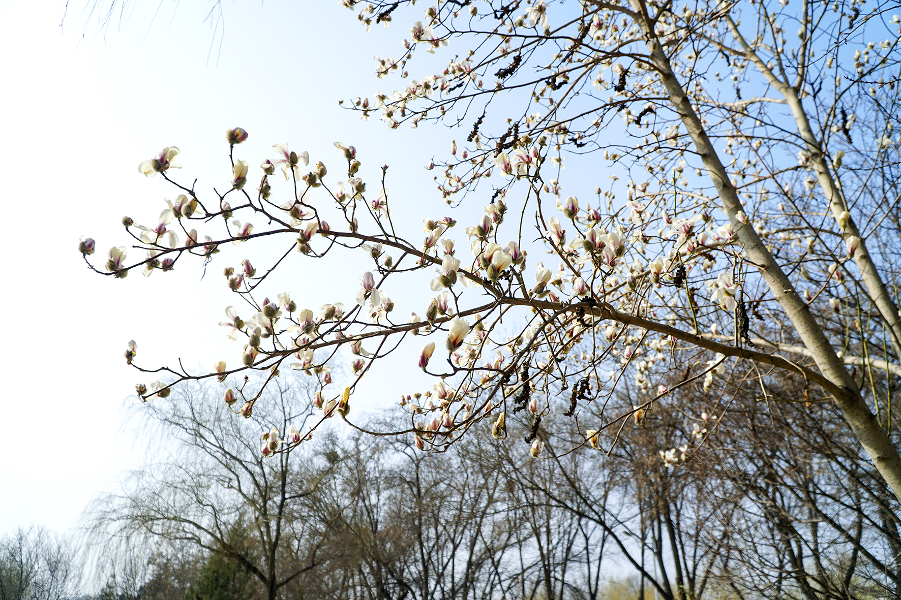 银川：玉兰花绽放迎春