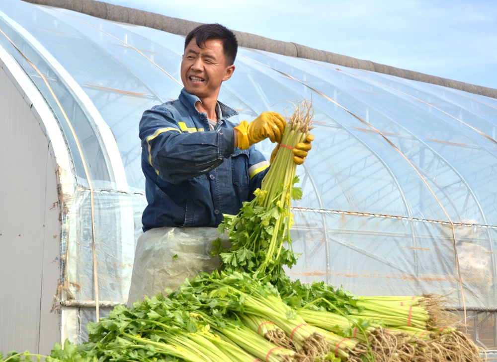 叶盛镇：芹菜喜上市 菜农笑开颜