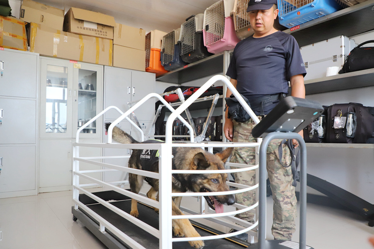 又萌又刚的西吉警犬：听得懂双语 玩得来跑步机