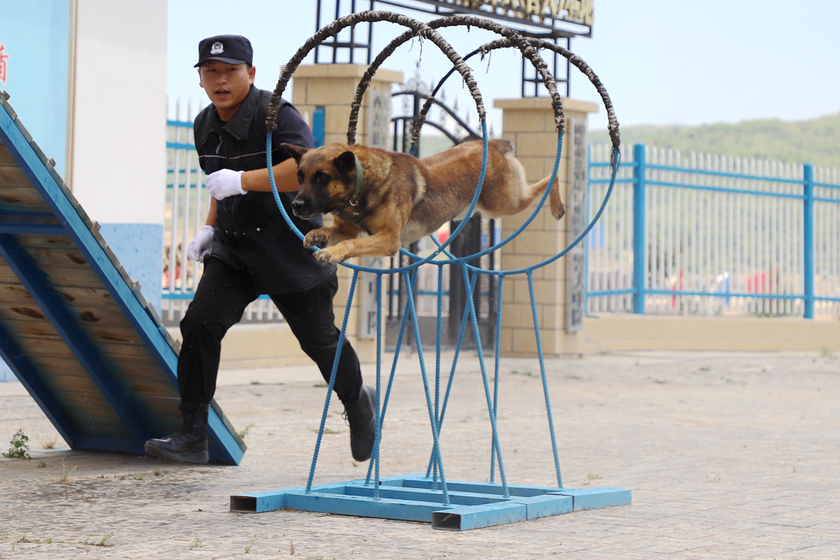 上海首批退役警犬开放领养，领养家庭需每3个月接受一次回访
