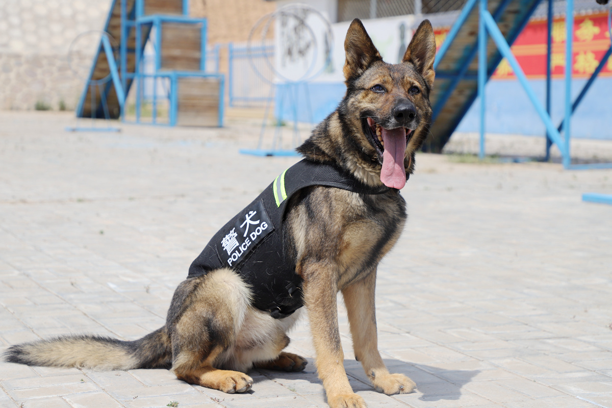 看安徽卫视《警犬来啦》，让自家狗狗争做犬界好公民！