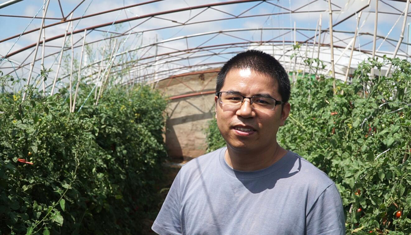 红寺堡：科技助力让番茄成为群众“致富果”