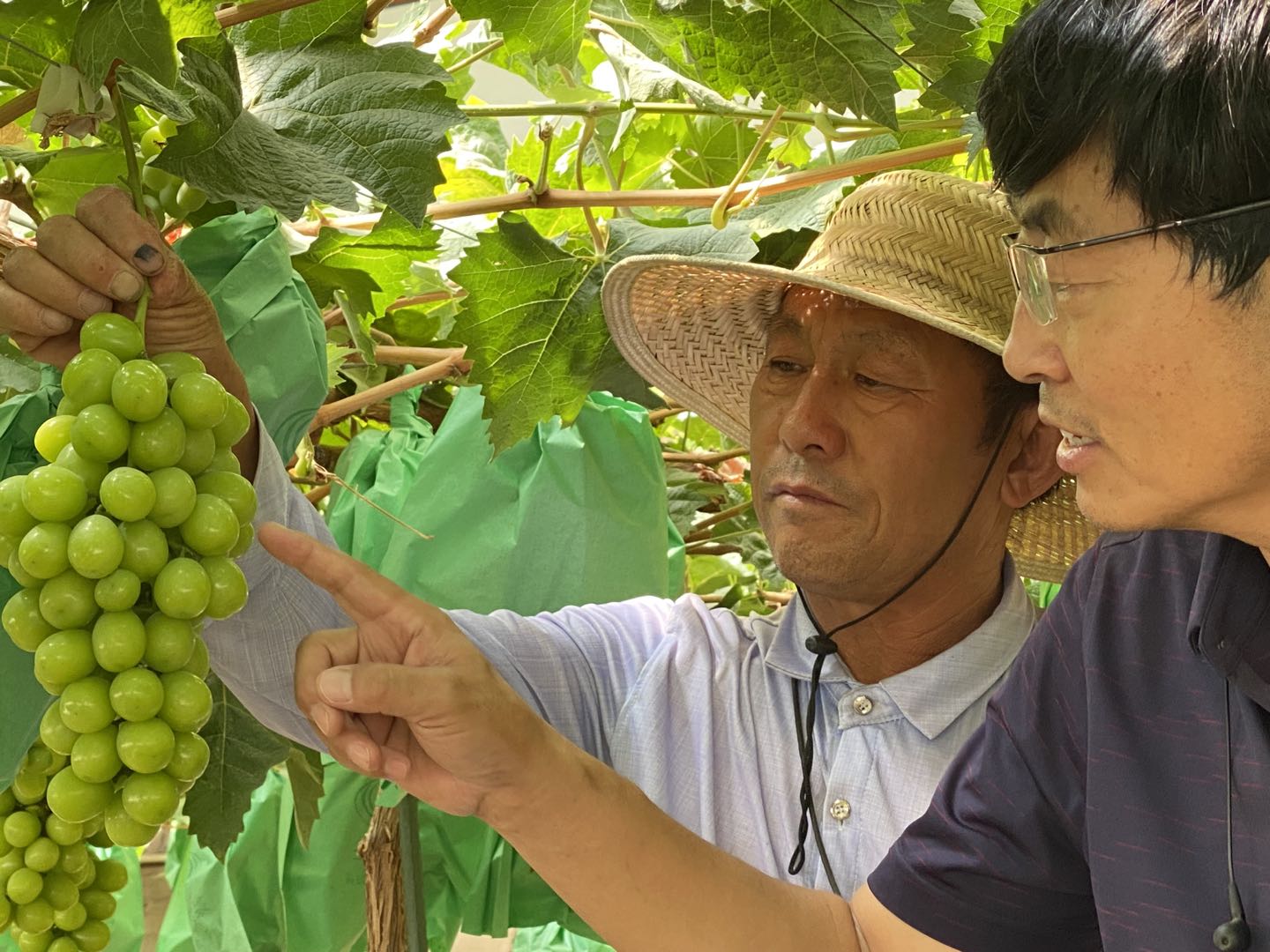 红寺堡：葡萄根域限制精确施肥有效提高果实品质