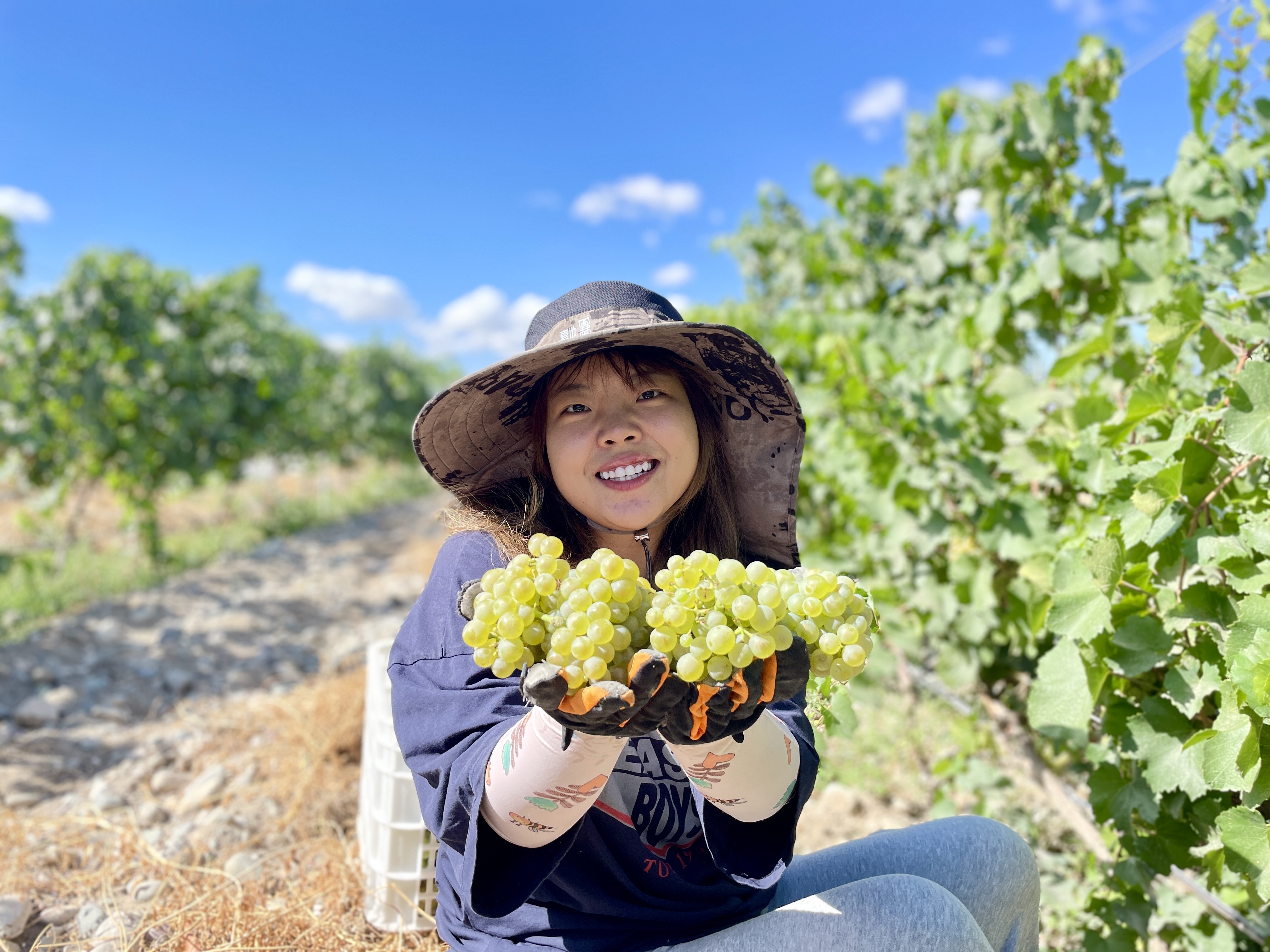 宁夏贺兰山东麓葡萄酒产区2021年榨季开启