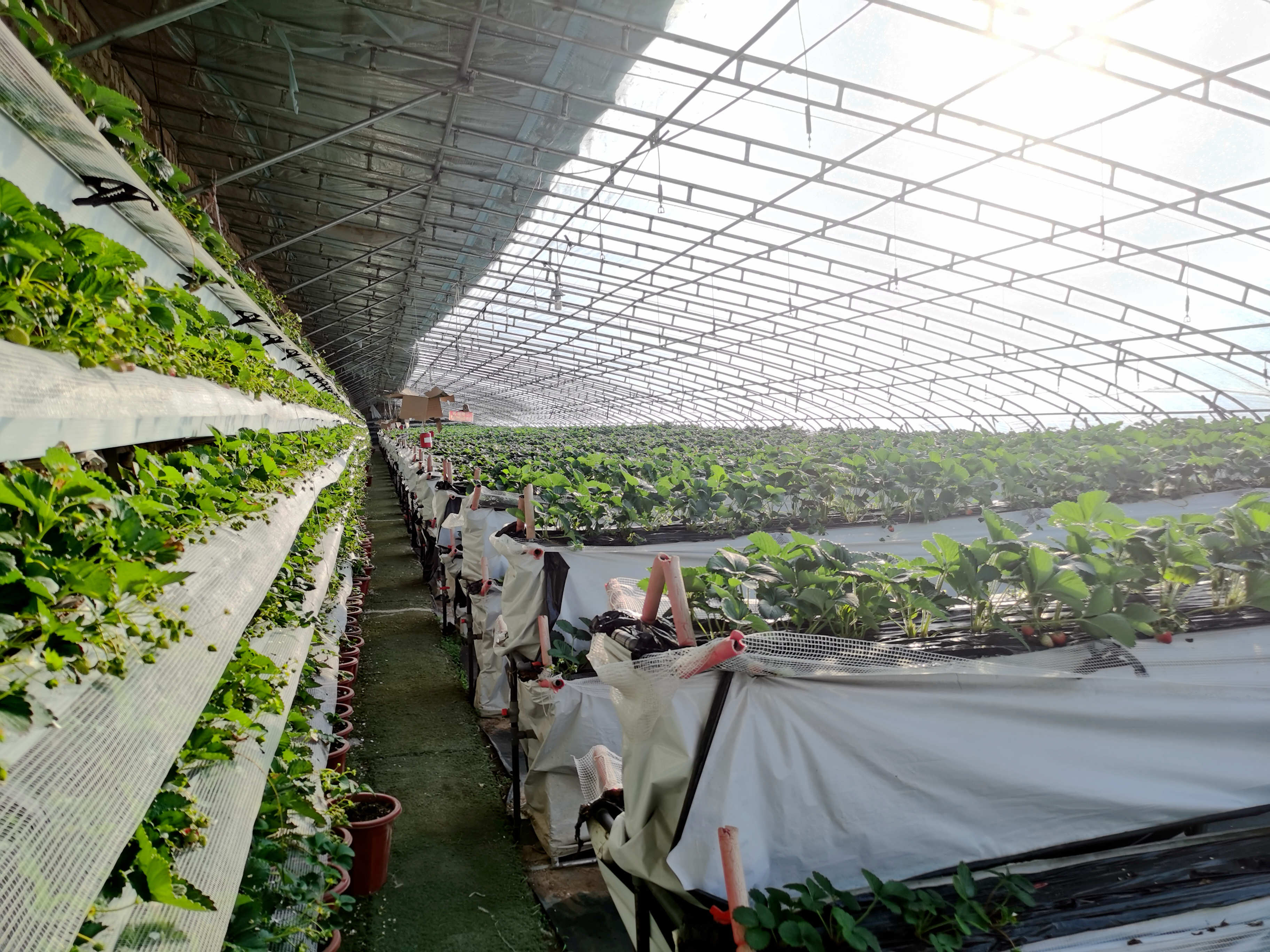 银川市金凤区植物园村：产业兴旺“夯实”村民幸福生活