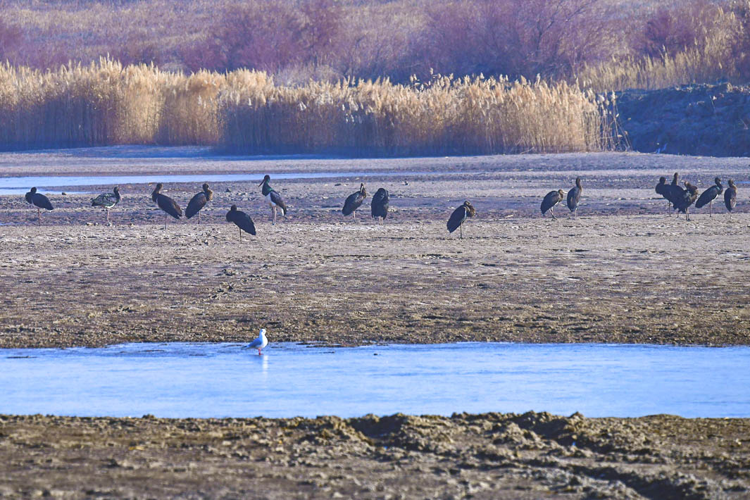 黑鹳 (3).jpg