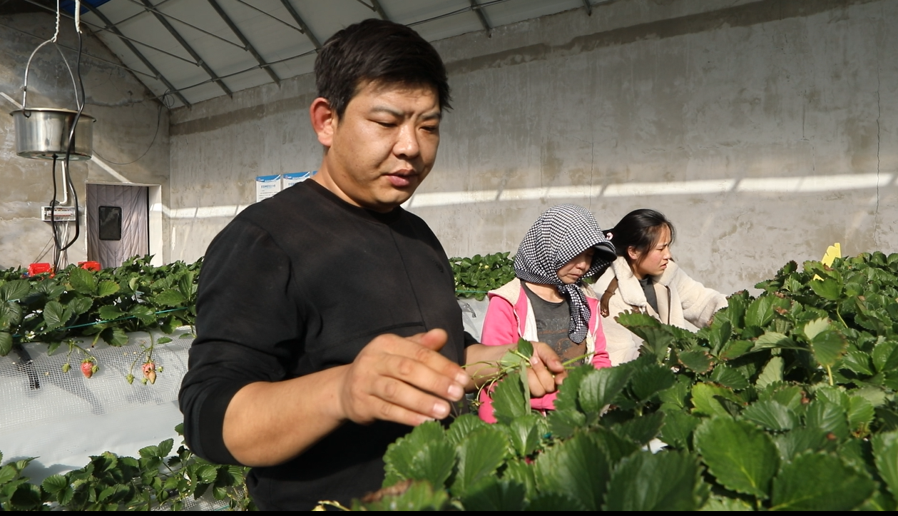 原州区：返乡小伙胡熙龙创业种草莓 带领村民一起富