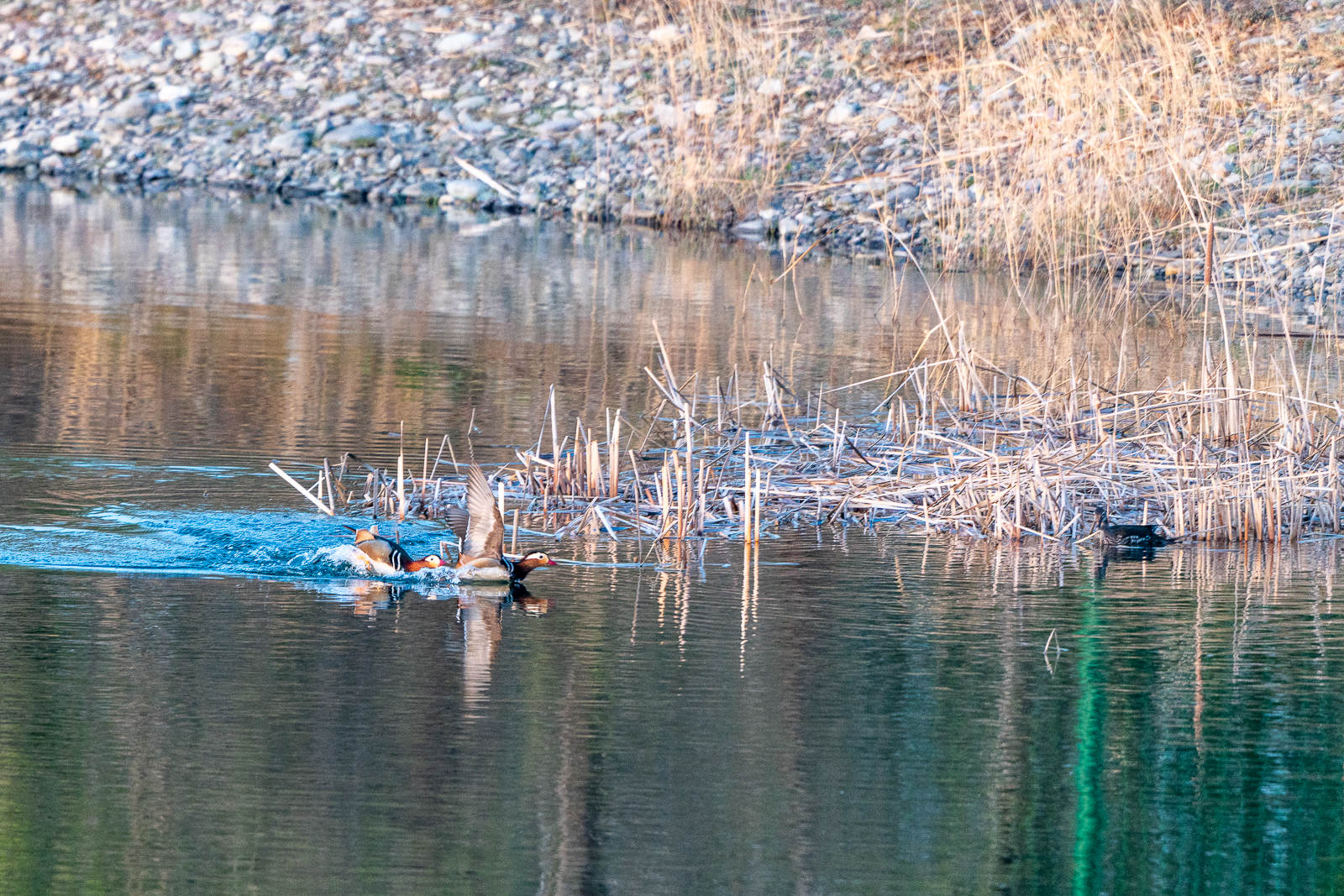 DSC_5332-ǿ.jpg