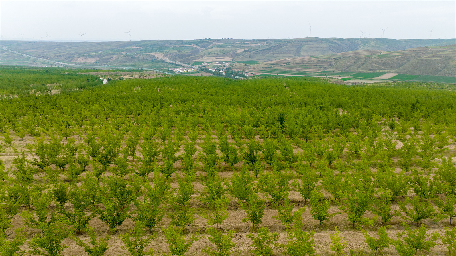 DJI_0296.jpg