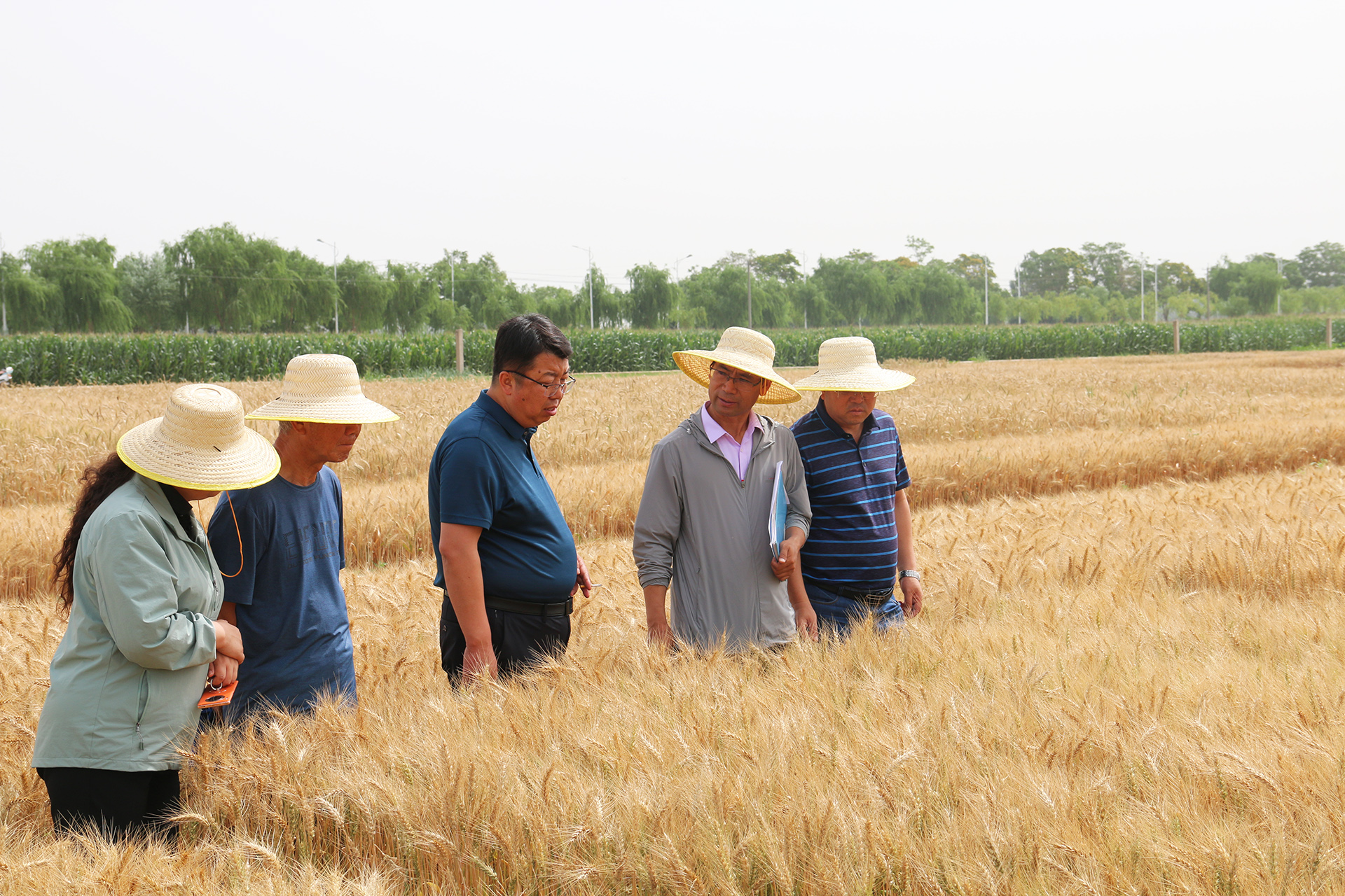 宁夏小麦白粉病抗性与品质研究取得突破性进展