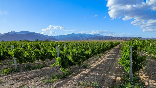 宁夏出台一系列“真金白银”支持政策 助力葡萄酒产业高质量发展
