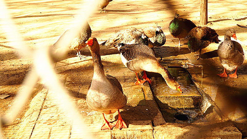 DSC08571_副本.jpg