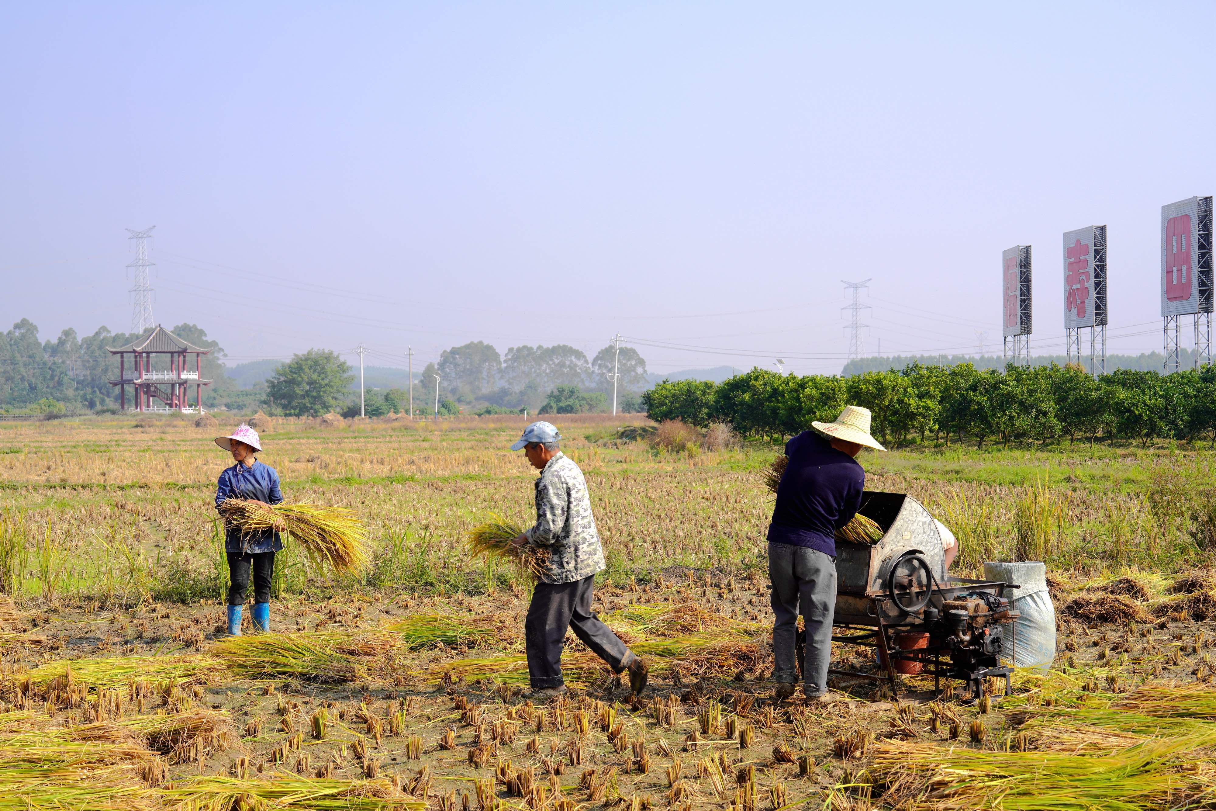 农户正在进行晚稻收割处理。记者 甘艳霞 摄.jpeg