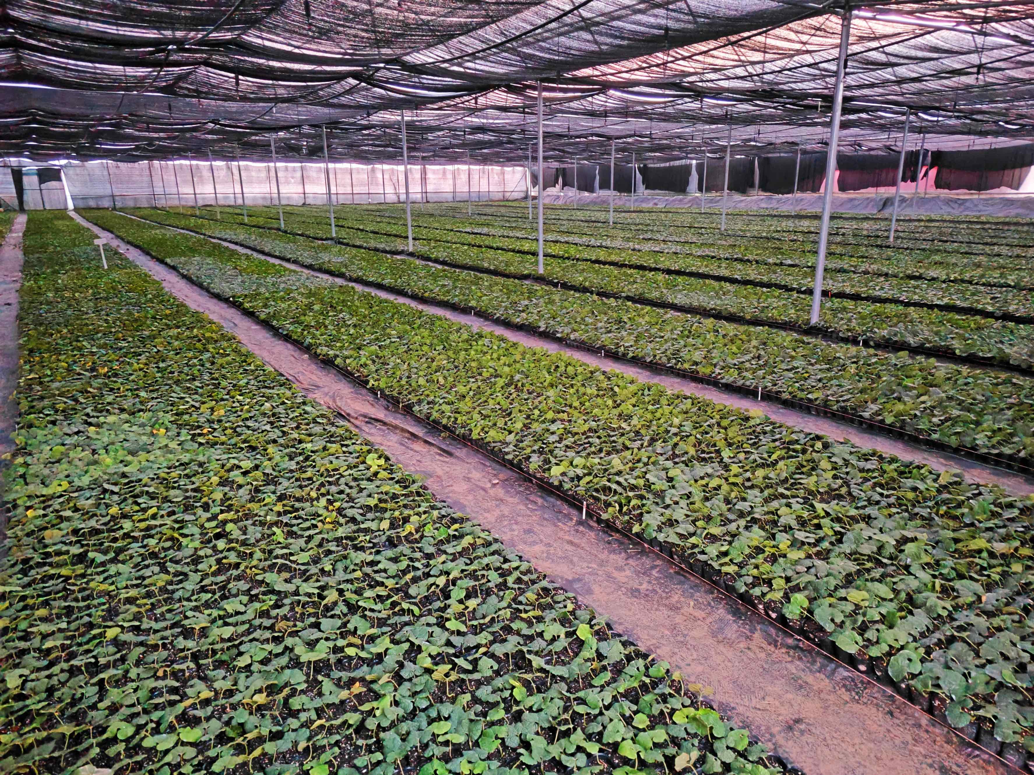 花岭村桂林莱茵农业发展有限公司育苗基地。记者 陶洁 摄.jpeg