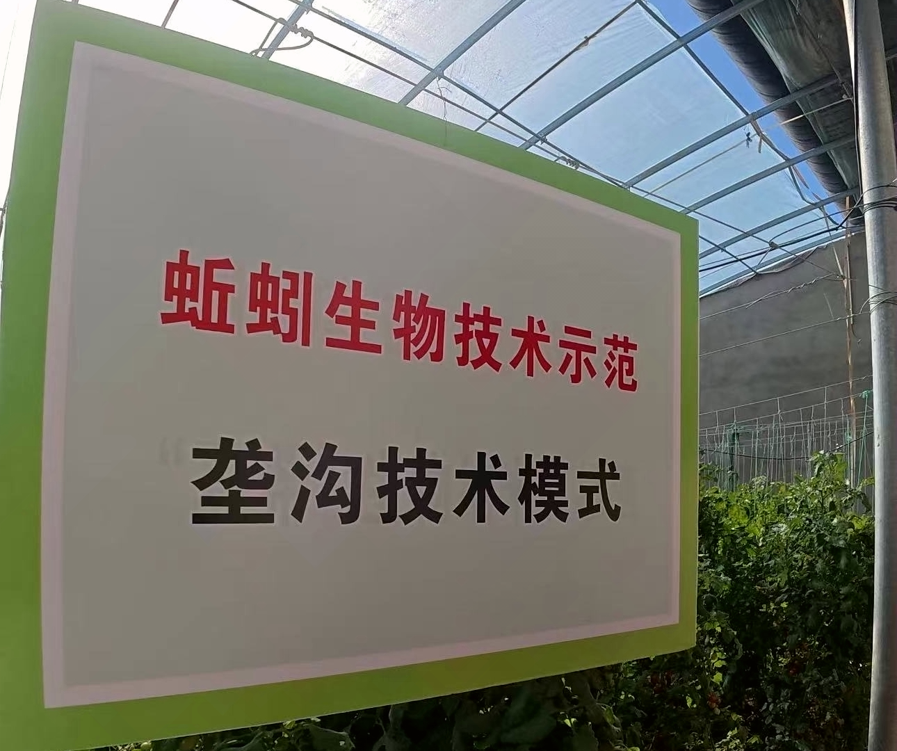 百日攻坚丨宁夏红寺堡开云体育网址区同原村：“育苗产业与果蔬种植” 托起乡村振兴梦(图4)