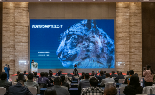 2025国际雪豹日公益宣传活动在银川举行