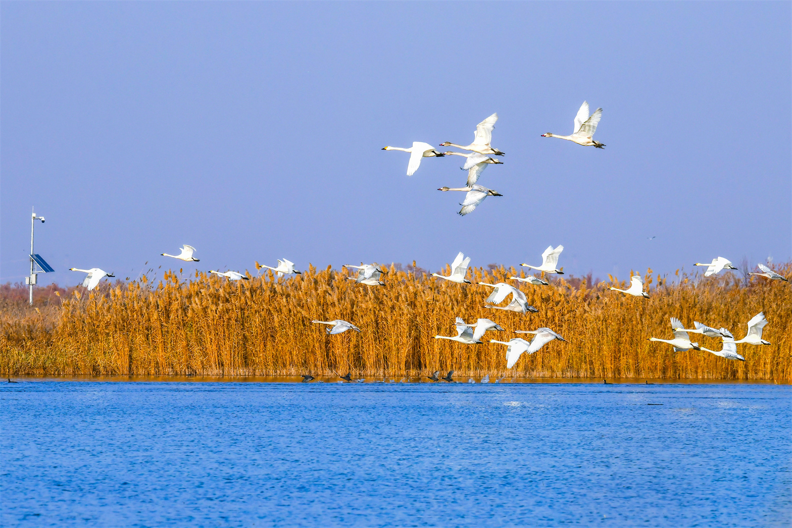 秋末初冬：红嘴鸥南迁离开沙湖 小天鹅如约而至