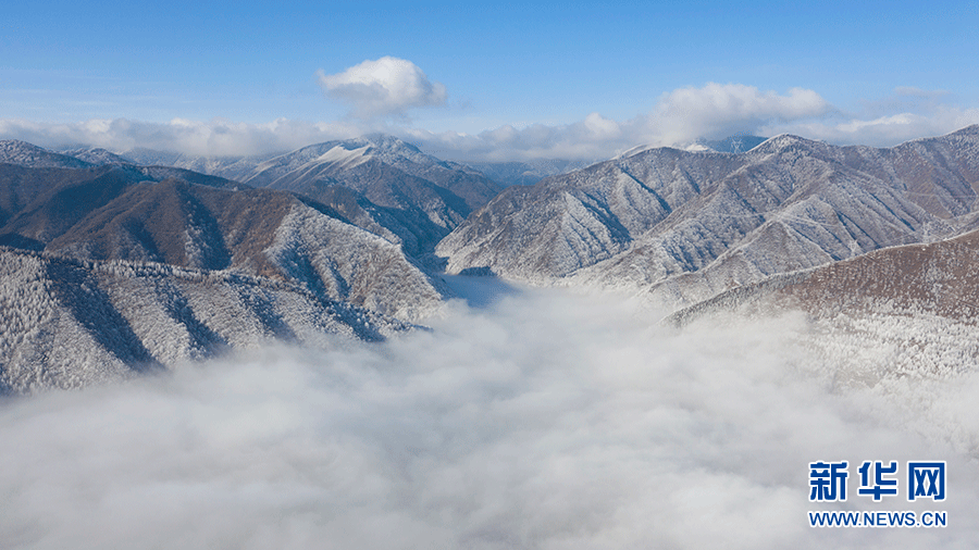 宁夏泾源：松柳凝霜挂雪浪 雾凇景色仪态万方