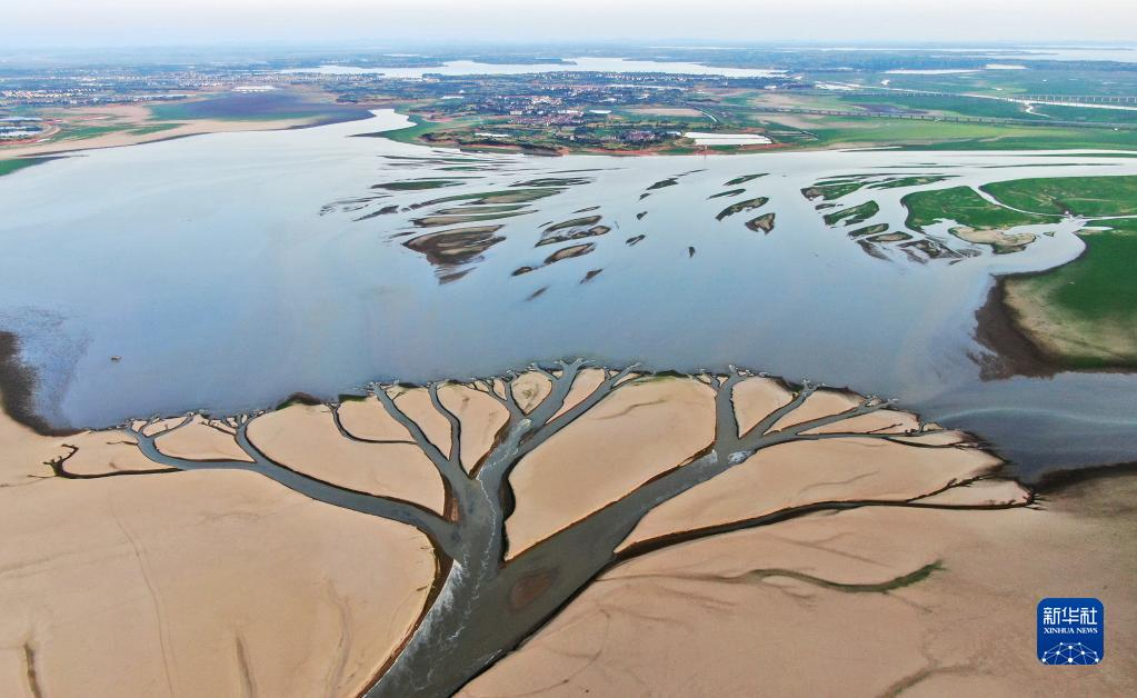 水位持续下降 鄱阳湖现“大地之树”自然景观现象