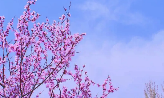 QQ图片20200327102421.png