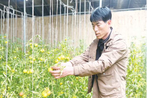 平罗县高庄乡同进村草莓西红柿迎来了丰收季