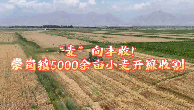 平罗县崇岗镇5000余亩小麦开镰收割