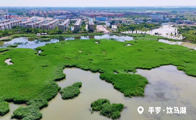 宁夏平罗饮马湖：碧水苇密处 风动影婀娜