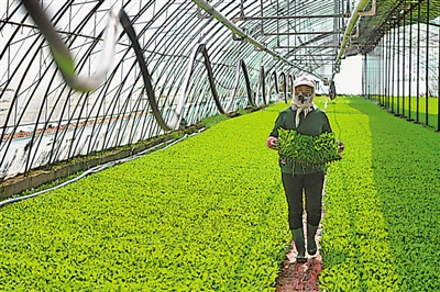  p> 农户将一盆盆培育好的广东菜心种苗搬到种植棚. /p>