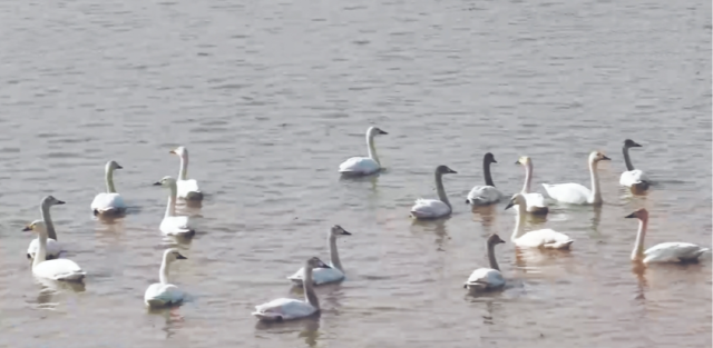 宁夏平罗：上百只小天鹅在黄河湿地嬉戏觅食