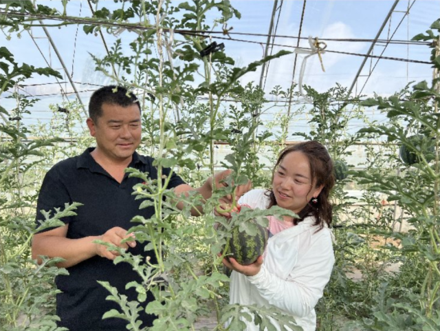 平罗县姚伏镇甜瓜新鲜上市