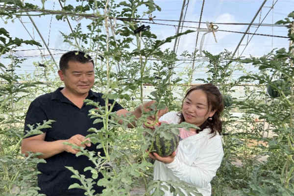 平罗县姚伏镇甜瓜新鲜上市