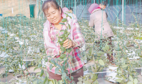 试种蓝莓开拓增收之路