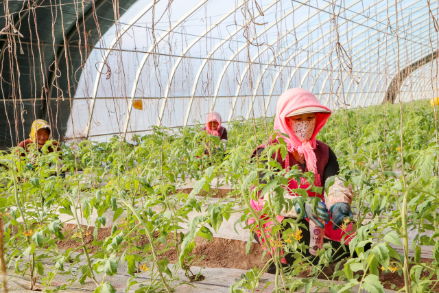 日光温室给万家营村带来可观收入