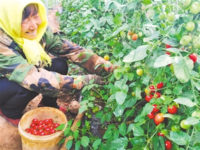 <p>村民在合作社大棚采摘小番茄。</p>