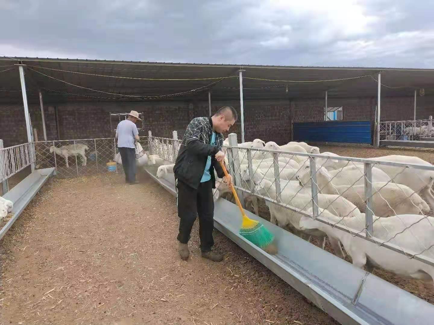 乐竞体育- 乐竞体育官方网站- 乐竞体育APP冬季高产牧草种植技术：水培牧草