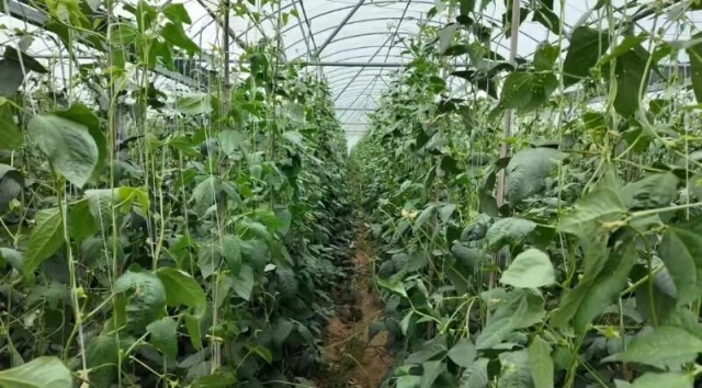 华泰农：移民扎根奔幸福