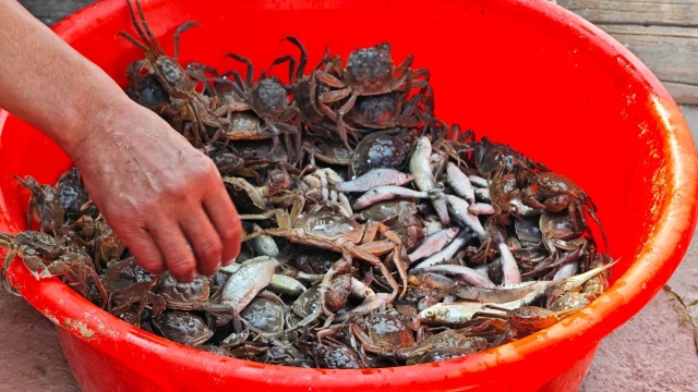 崇胜村：土地“聚”起来 产业“活”起来