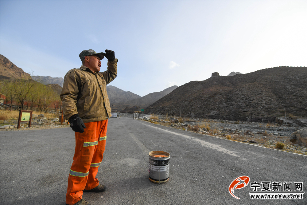 来到公路上，田玉春开始呼唤岩羊。