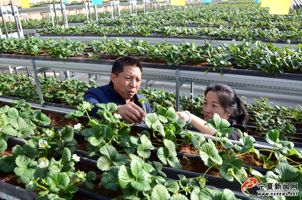 草莓对土壤病菌非常敏感，采用立体无土栽培模式即可有效防止土壤病害。杨常新说，立体无土栽培模式是草莓栽培技术上的一场革命，立体无土栽培好处多多，既能节约用地，也能有效提高品质，更适合观光农业发展需要。