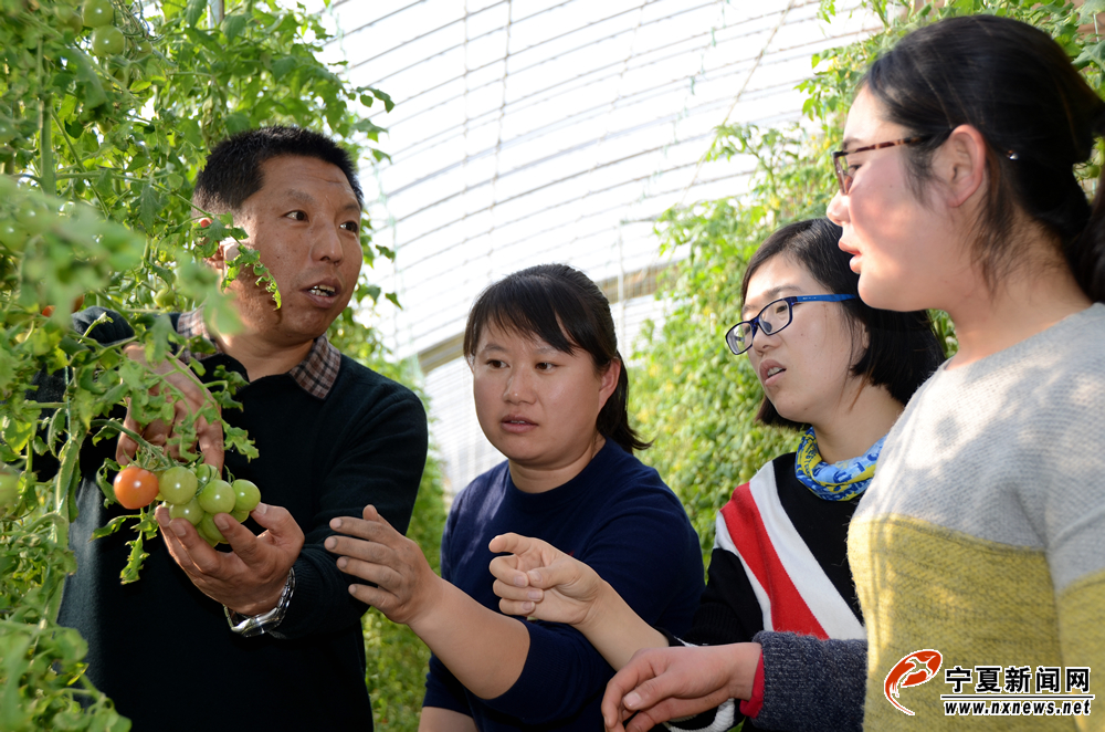 在西红柿种植大棚，杨常新向记者展示其研发的简便化吊蔓放秧设置。该装置不仅解决了以往西红柿、黄瓜等放秧人工成本高等缺点，还解决了支架易断裂倒塌等问题。据测算，采用该装置可减少50%的劳动力成本。