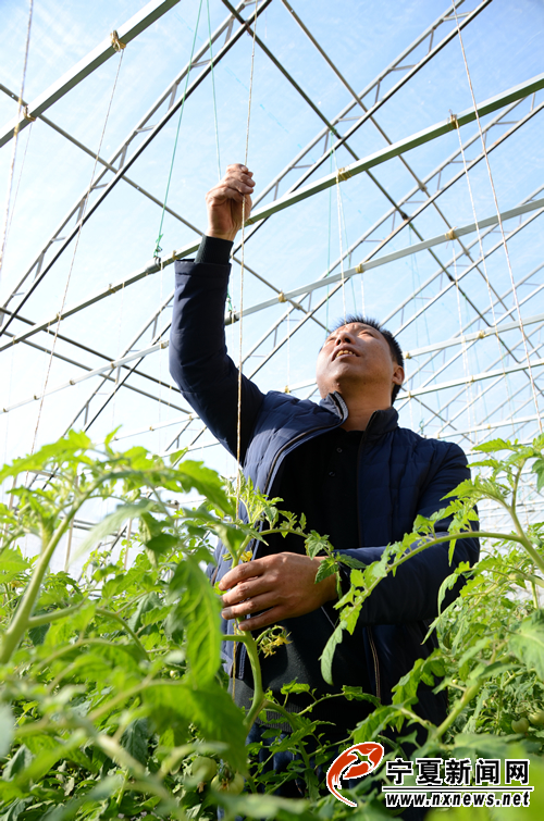 作为园区技术研发推广负责人，杨常新考虑最多的是如何将先进实用技术和优良品种推广到田间地头。在技术推广环节，技术人员的讲解示范就显得尤为重要，他经常以基地当课堂，以大棚作教材，对技术人员进行业务培训。