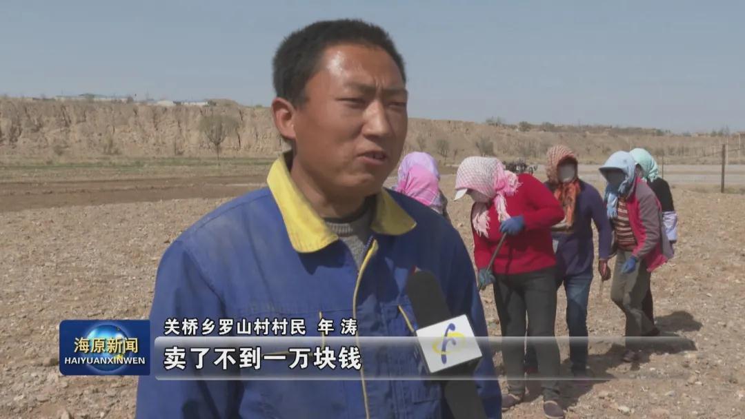 海原关桥乡:栽上致富瓜 托起小康梦