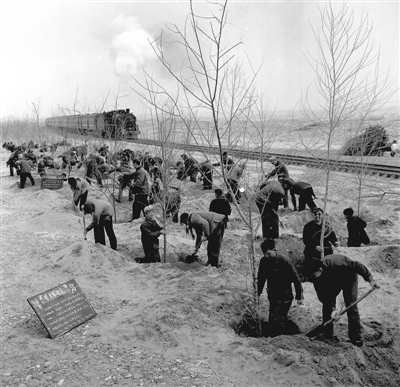 <p>　　1966年3月，中卫固沙林场职工在铁路两旁植树。（本报资料照片）</p>