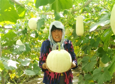<p>　　吊瓜长势喜人。</p>